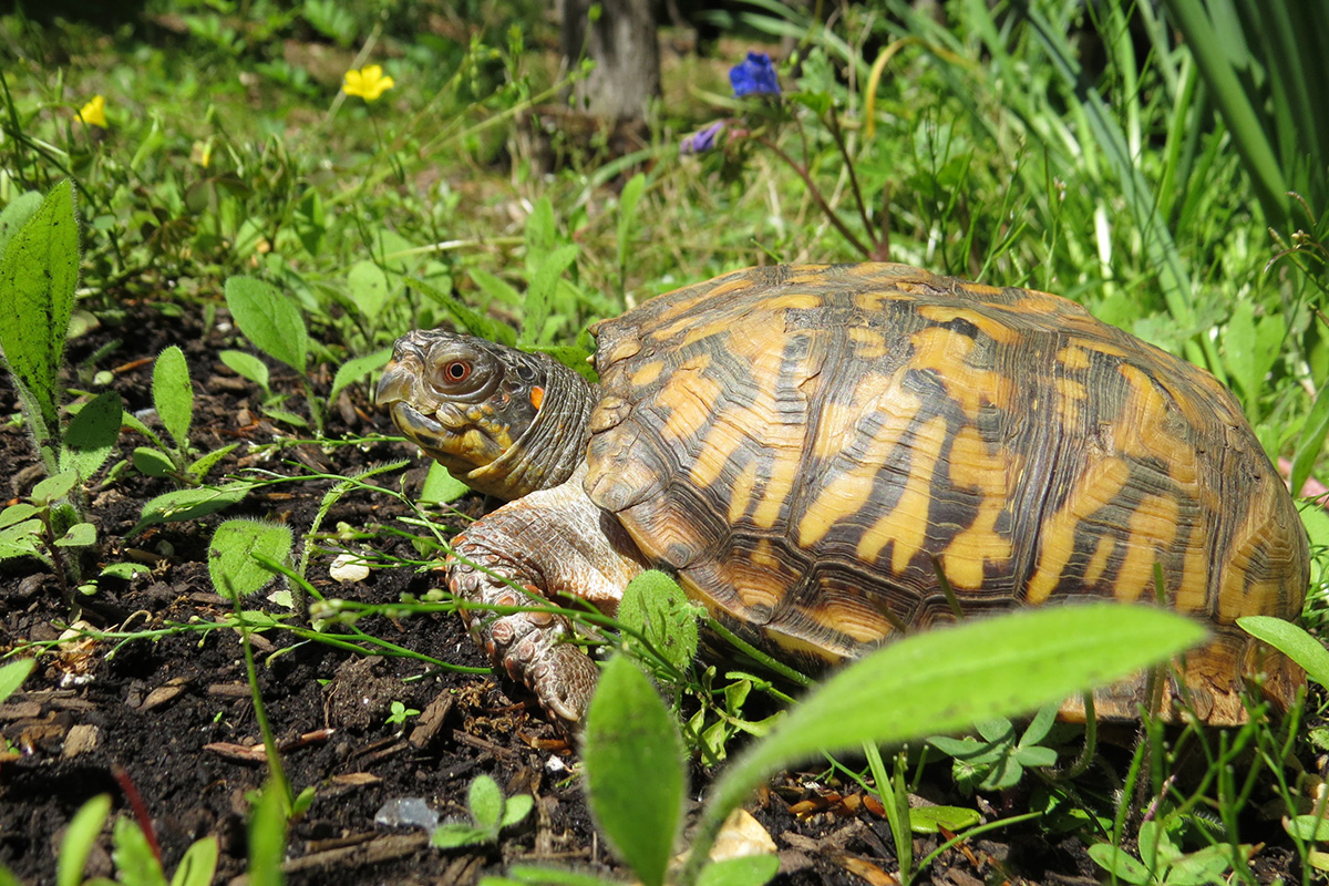 Side view of a common box turtle with a yellow pattern on its shell and an orange spot behind its eye. It stands on dirt among grass and tiny yellow and purple wildflowers.