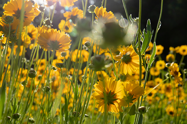 Yellow flowers in a field with sunlight shining on them.