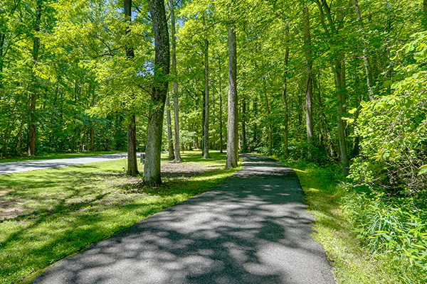 A lush green forest with a trail winding through the trees, and lined with bright green grass.