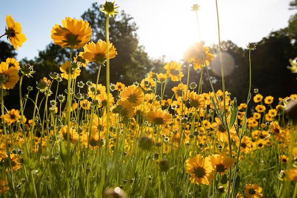 Close-up, bug's-eye-view looking up at dozens of yellow wildflowers under a sunny sky.