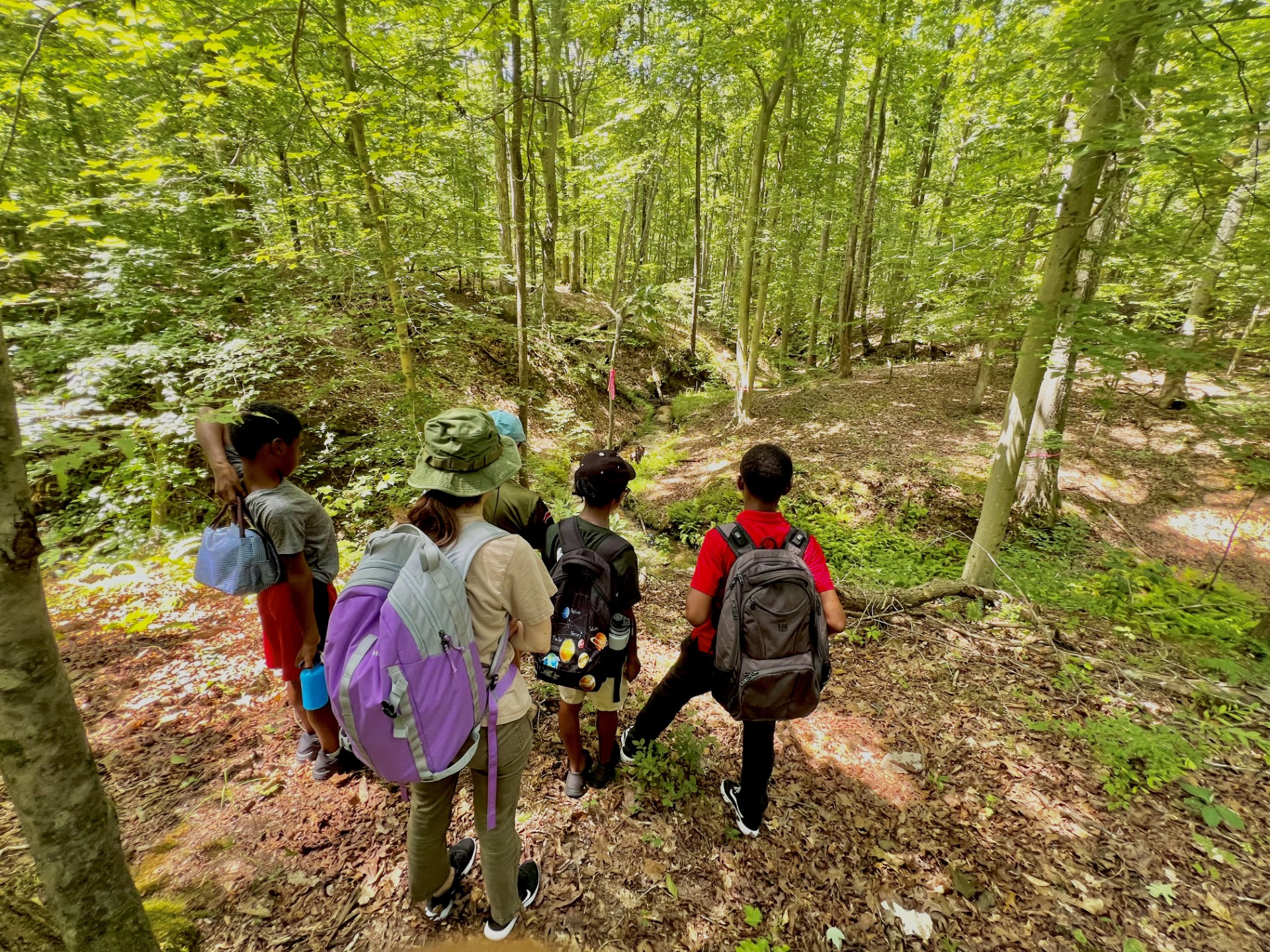 Kids standing in a forest looking down at a creek.