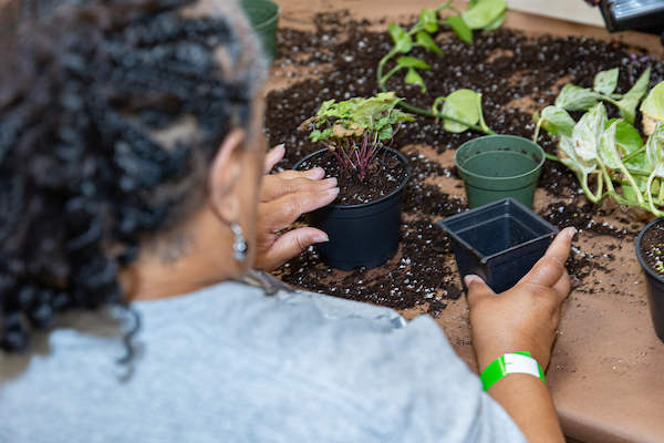 A woman planting a seedling in a small pot.