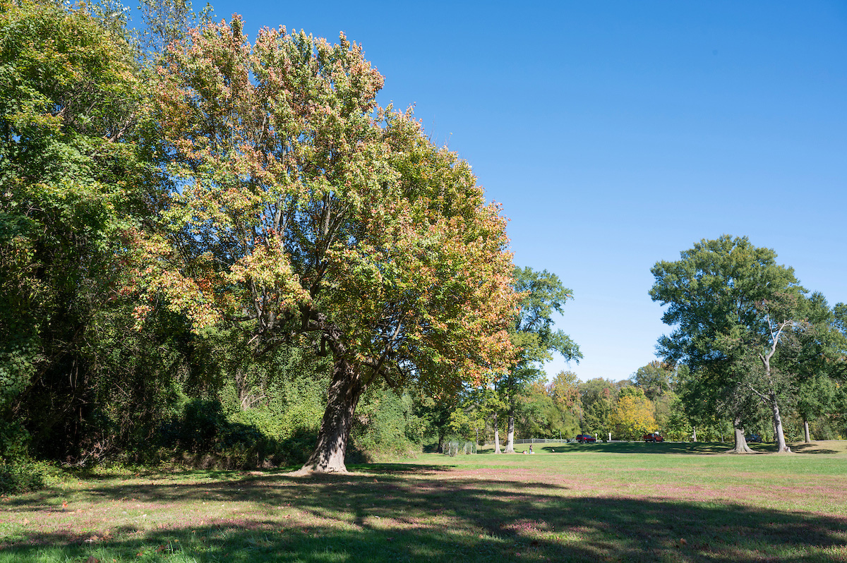 A wooded area near an open field, with a parking lot in the distance.