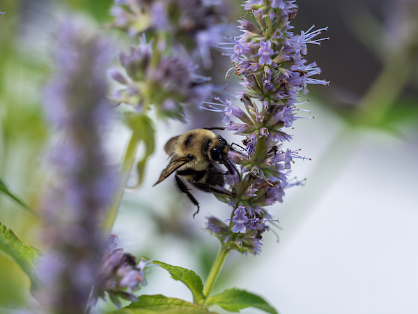 A bee perched on a small stalk of purple flowers.