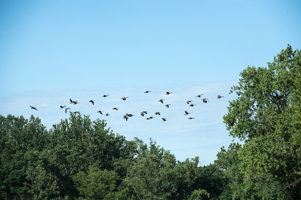 A flock of geese flying over treetops.