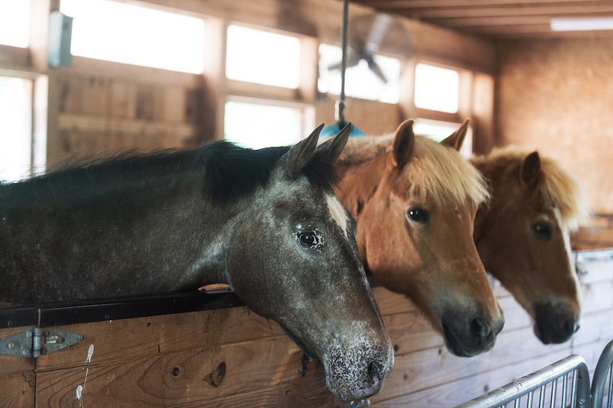Three horses hang their heads over the wall of their enclosures inside a wooden barn.